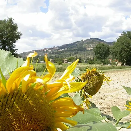 Pupa * Cortona